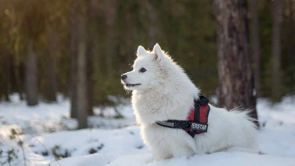 Японський шпіц
