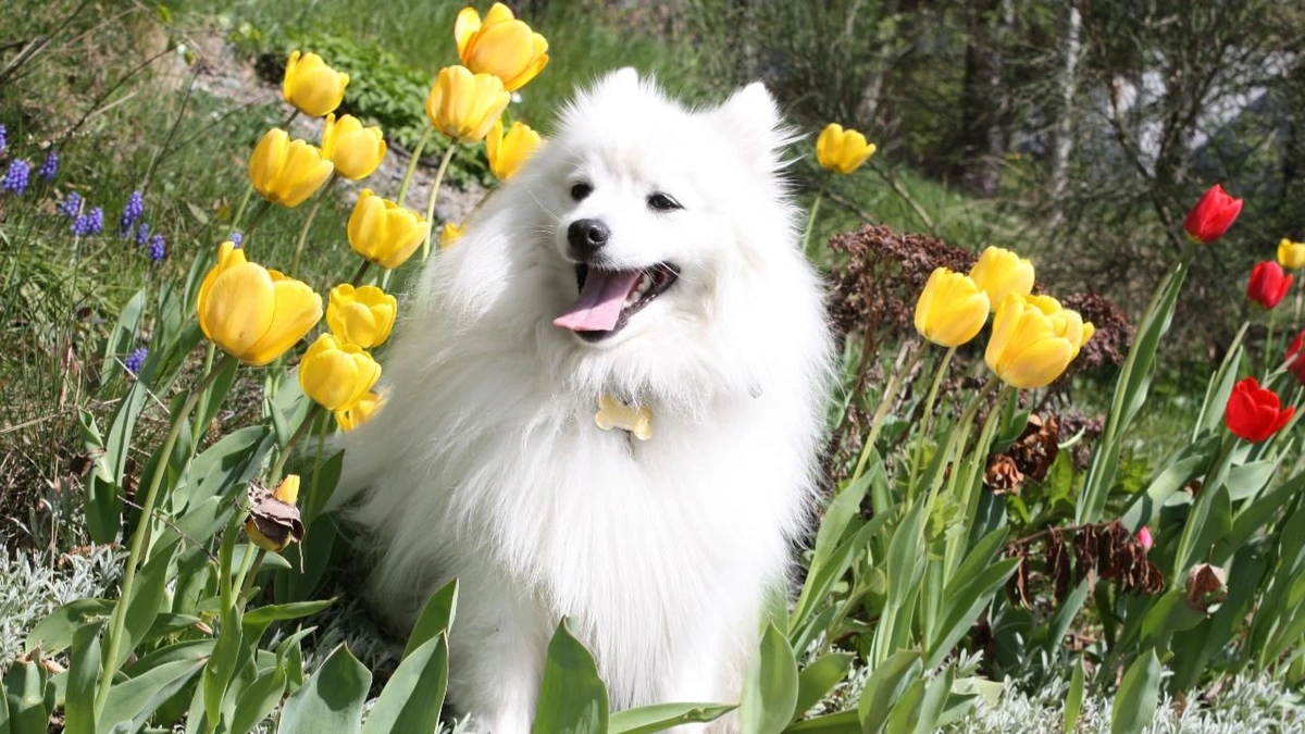 Японський шпіц характер