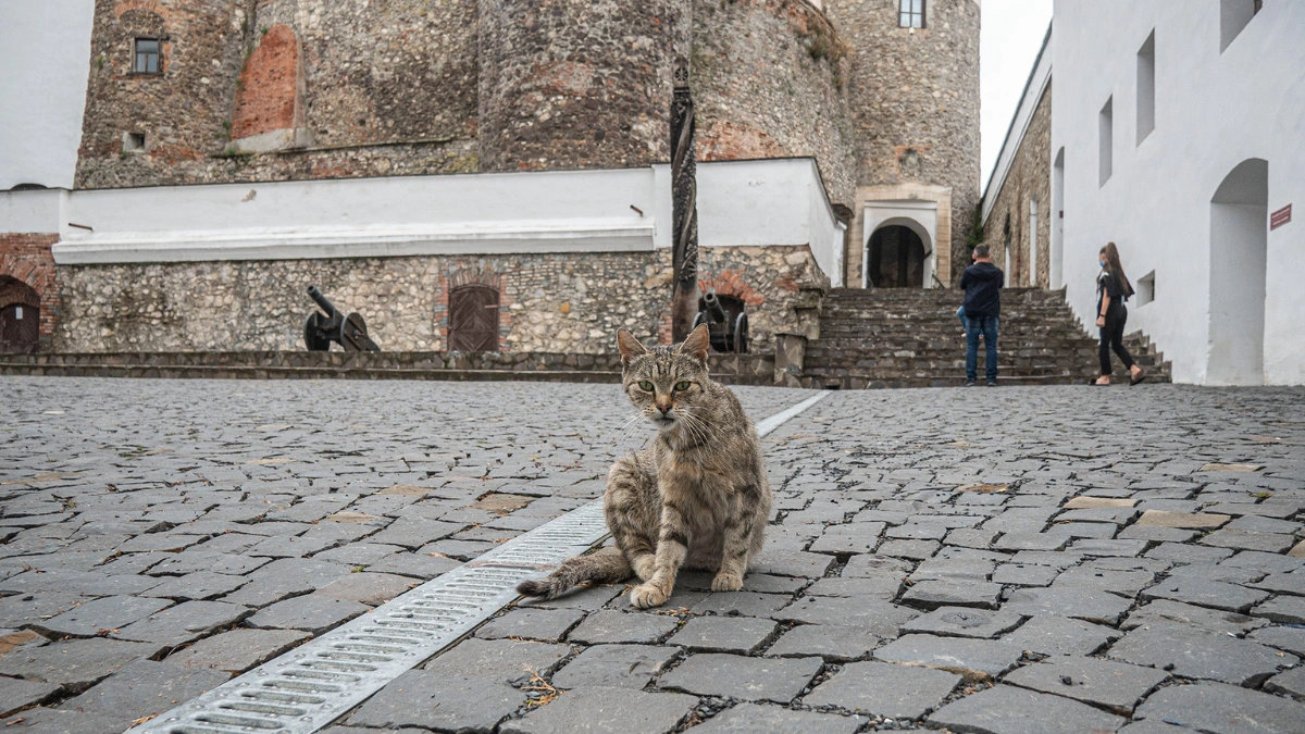 Замок Паланок цікаві факти