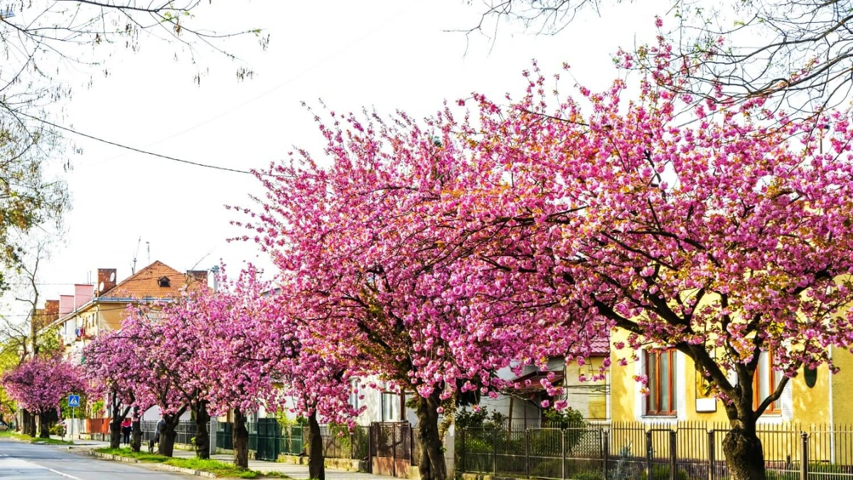 Закарпаття відпочинок